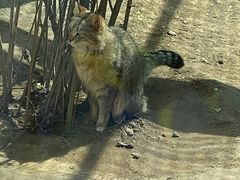 -青藏高原野生动物园