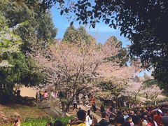 -武汉大学-樱园