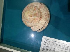 -青岛贝壳博物馆