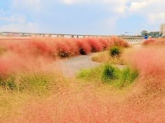 -上海吴淞炮台湾国家湿地公园