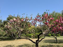 -莲花池公园