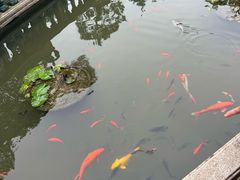 -碧江金楼