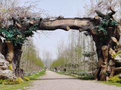 -合肥滨湖国家森林公园