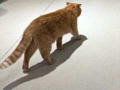 -藏猫猫咖啡主题馆(中央大道店)