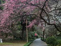 -杭州植物园