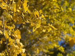 -崇圣寺三塔文化旅游区