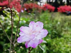 -中国科学院华南植物园