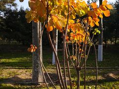 -大兴滨河森林公园