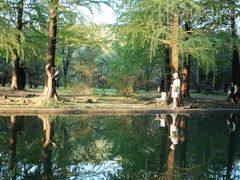 -上海共青森林公园