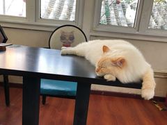 -猫小院猫主题咖啡厅(北锣店)