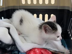 -瑞派康怡24h宠物医院·犬猫医疗中心·微创绝育(瑞景分院)