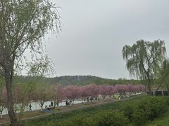 -羊山湖公园