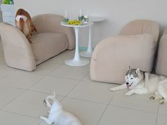 -怪兽屋·羊驼·猫咖·狗咖(俊华广场店)