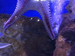 -麦当劳(海洋公园店)