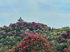 -贵州百里杜鹃风景名胜区