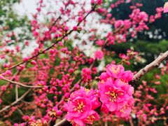 -大兴滨河森林公园