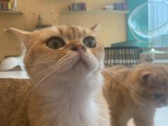 -飞行喵MR PILOT|猫舍·猫咖(静安大融城店)