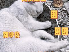 -喵屿·大理花园猫咖
