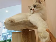 -猫咪派对(江南西店)