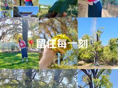 -千年银杏谷文化旅游区
