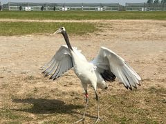-盐城丹顶鹤湿地生态旅游区