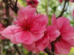 -海棠花溪(元大都城垣遗址公园)