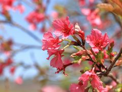 -天适樱花悠乐园