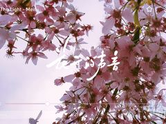 -顾村公园