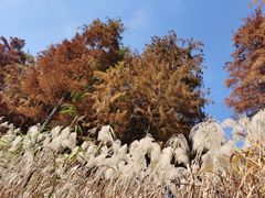 -太湖湖滨国家湿地公园-停车场