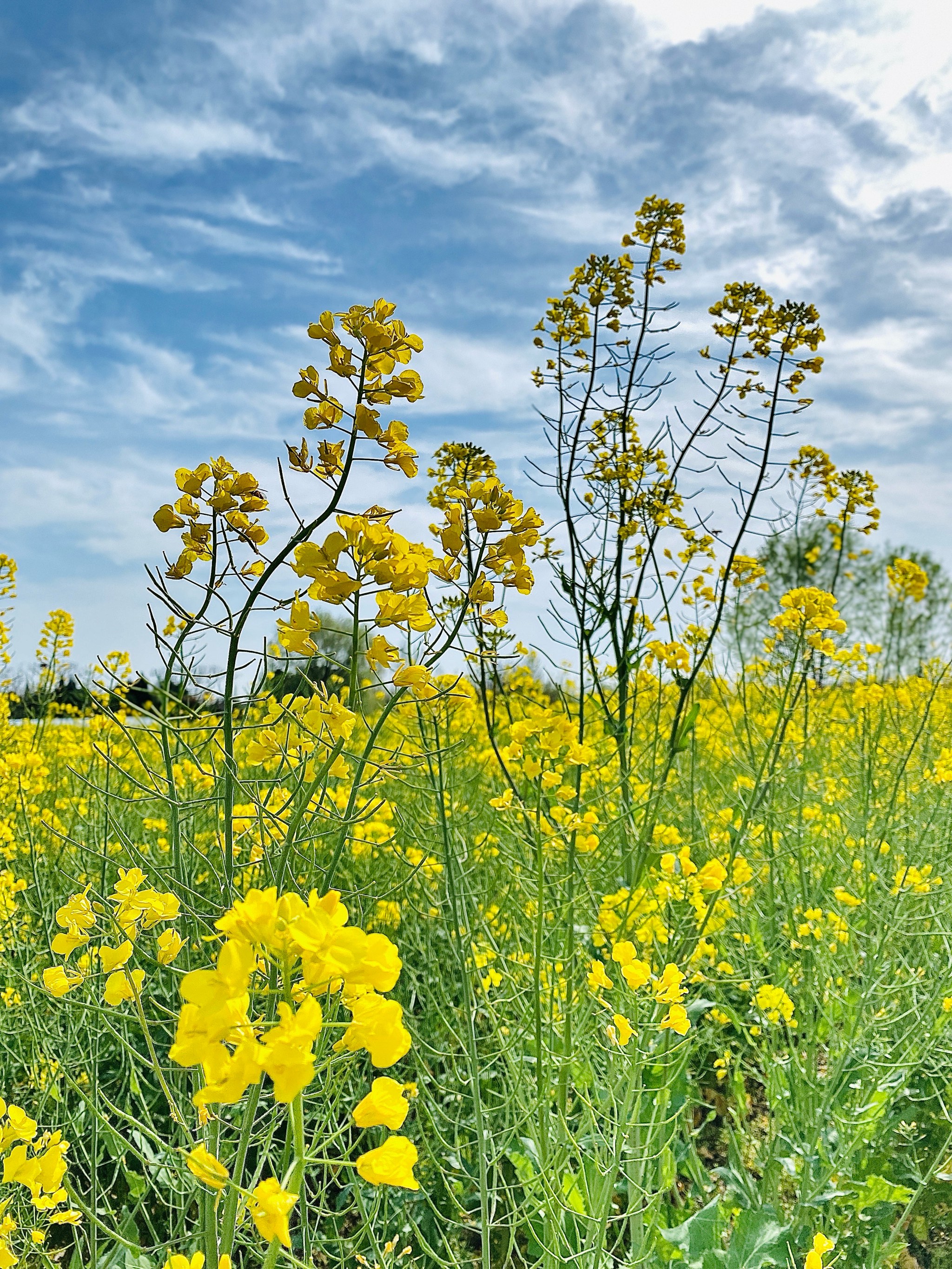 油菜花图壁纸图片