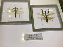 -上海昆虫博物馆