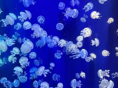 -成都浩海立方海洋公园
