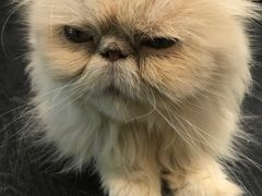 -猫色咖啡·猫咖
