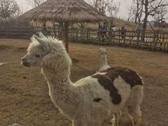 -祥源·阜阳生态乐园