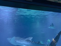 -烟台海昌鲸鲨海洋公园