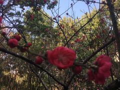 -重庆彩云湖湿地公园