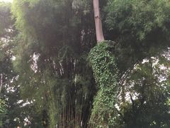 -莓园冰淇淋店