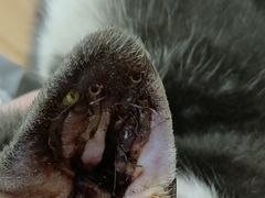 -米苏动物医院·犬猫专科·骨科外科内窥镜