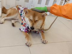 -怪兽屋·羊驼·猫咖·狗咖(俊华广场店)