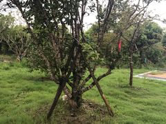 -呼吸森林·生态农庄农家乐私房菜