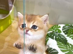 -青奢宠物·青奢猫舍