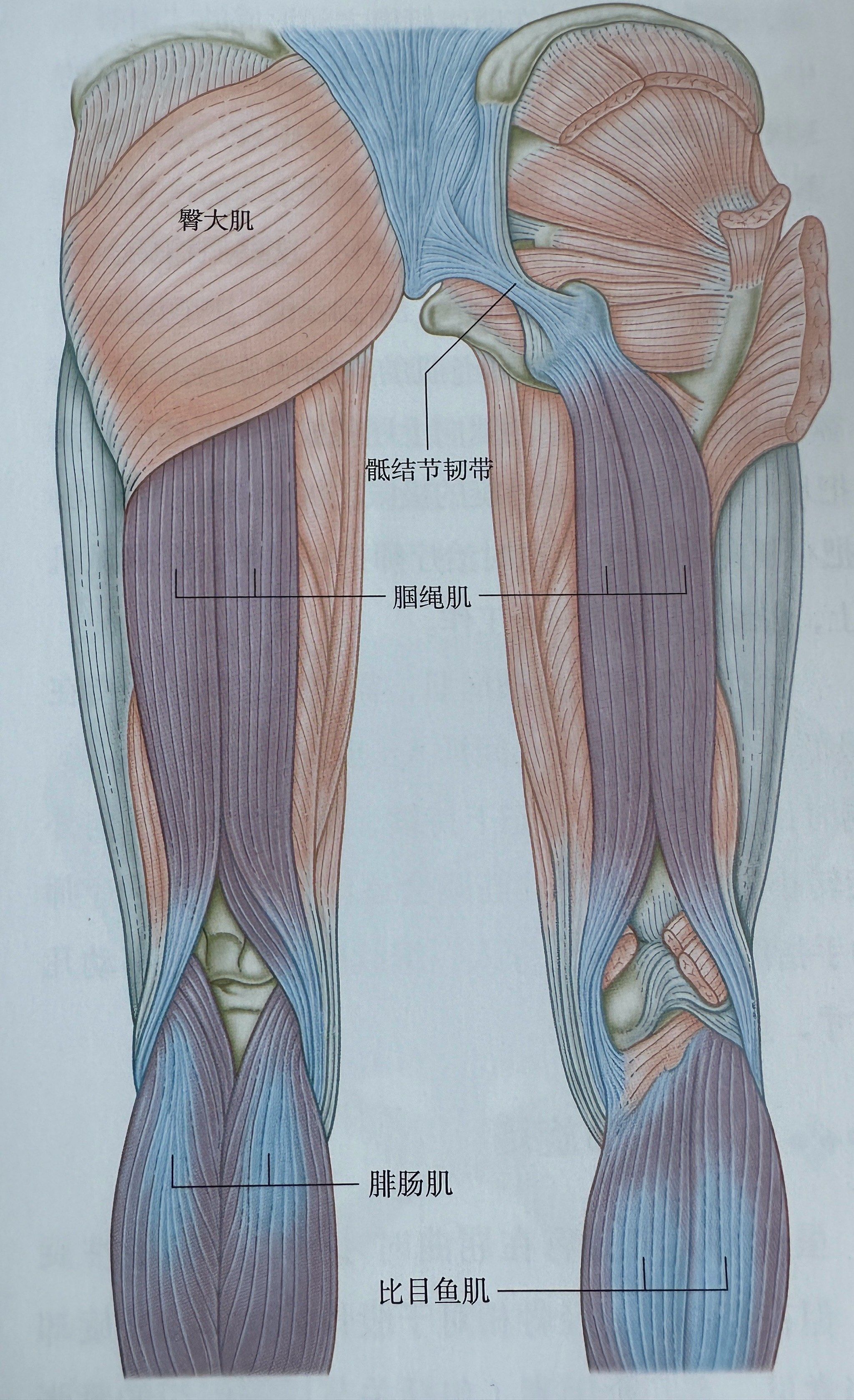 腘绳肌分离运动