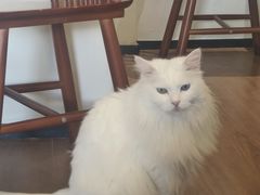 -有猫主题·治愈系猫咖(曾厝垵店)