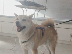 -中农国际动物医院24小时·猫科·骨科·急重症中心