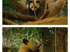 -成都大熊猫繁育研究基地