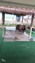 -萌宠亲子动物乐园(槐房万达店)