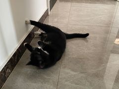 -中农国际动物医院24小时·猫科·骨科·急重症中心