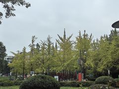 -神仙树公园
