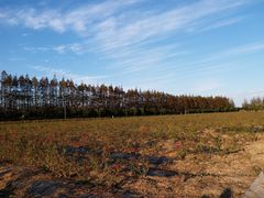 -上海长兴岛郊野公园