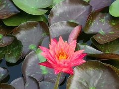 -国家植物园南园